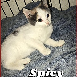 Thumbnail photo of SPICY #4