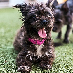 bonded pet photo