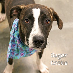 Thumbnail photo of Sugar Cookie #1