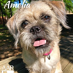 Thumbnail photo of Amelia #4