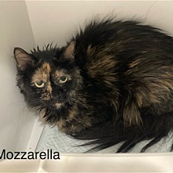 Photo of Mozzarella