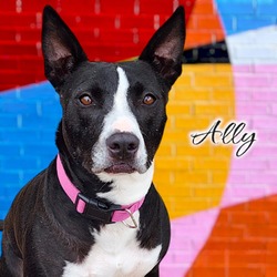 Photo of Ally  - PAWS