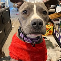 adopt a pet