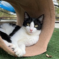 adopt a pet