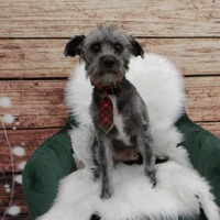 adopt-pet