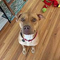 adopt a pet