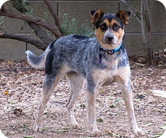 australian cattle dog rescue az australian cattle dog rescue az