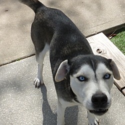 Siberian husky and beagle deals mix