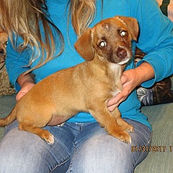 Thumbnail photo of CHLOE *adoption pending!* #2