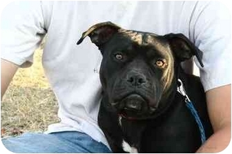 Nashville Tn Cane Corso Meet Marsden A Pet For Adoption