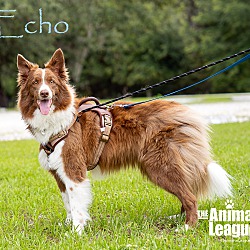 Photo of Echo