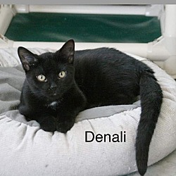 Photo of Denali