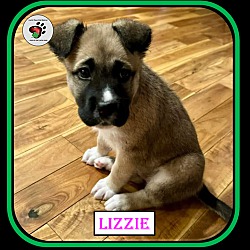 Thumbnail photo of Lizzie - Single puppy #4