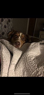 Wilmington, NC - Australian Shepherd. Meet Marley a Pet for Adoption ...