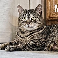 Adopt A Pet :: Tigris - Leonardtown, MD