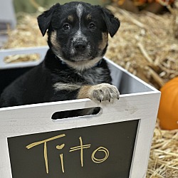 Thumbnail photo of Tito #2