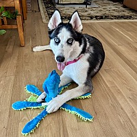 adopt a pet