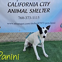 adopt a pet