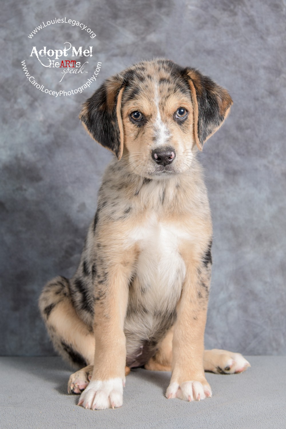 Cincinnati Oh Catahoula Leopard Dog Meet Darling A Pet - 