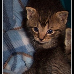 Thumbnail photo of Kit-Kat #1