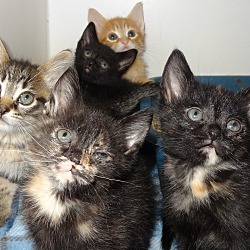 Thumbnail photo of Kittens! #1