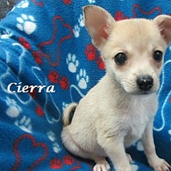Thumbnail photo of Cierra #1