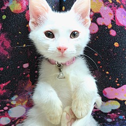 Thumbnail photo of Samantha  (Bewitched Kittens) #1