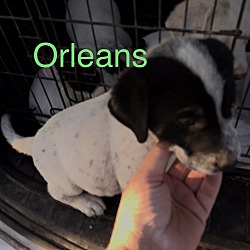 Thumbnail photo of Orleans #2