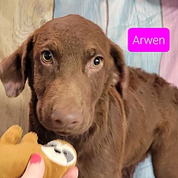 Thumbnail photo of Arwen #1