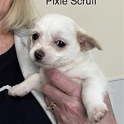 Thumbnail photo of Pixie Scruff #4
