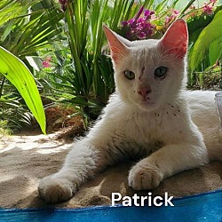 Thumbnail photo of Patrick #1