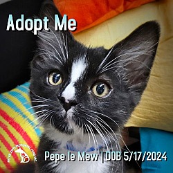 Thumbnail photo of Pepe Le Mew #1