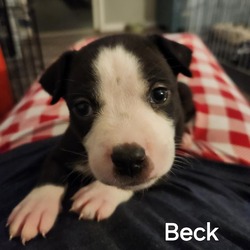 Thumbnail photo of Beck #1