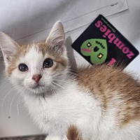 adopt a pet