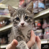 adopt a pet