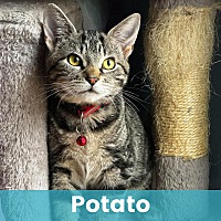 POTATO - Domestic Shorthair available for adoption