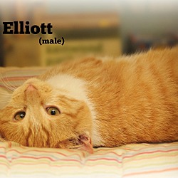 Thumbnail photo of Elliott #2