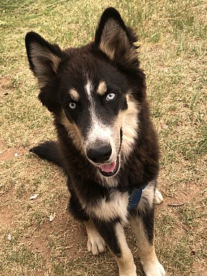 El Paso, TX - Alaskan Malamute. Meet Rocky a Pet for Adoption.