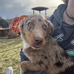 Photo of Chief