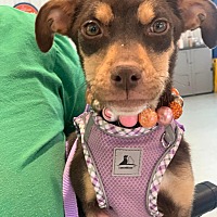 adopt a pet