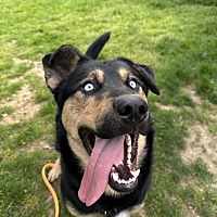 adopt a pet