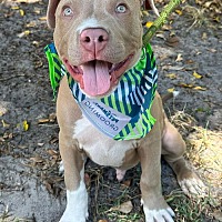 adopt a pet