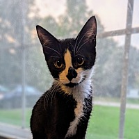 adopt a pet