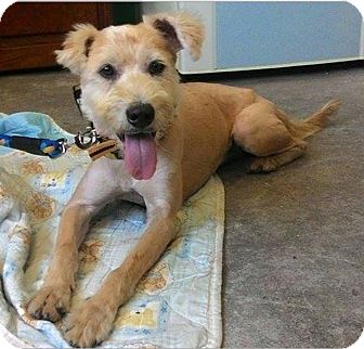 wheaten terrier lab mix