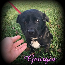 Thumbnail photo of Georgia #1