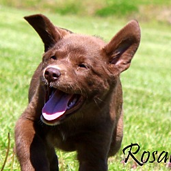 Thumbnail photo of Rosalind~adopted! #4