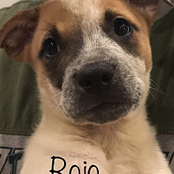 Thumbnail photo of Rojo ~ adopted! #1