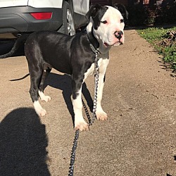 Thumbnail photo of Louie #2