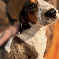 Photo of Boone