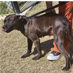 Thumbnail photo of LOLLY ★ Available NOW - ADOPTION or RESCUE! #1
